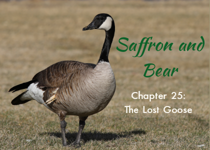 An image of a Canada goose is overlaid with the text "Saffron and Bear" and "Chapter 25: The Lost Goose"