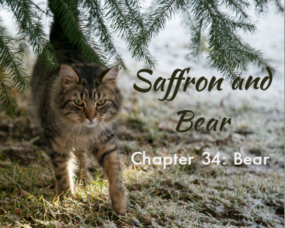 An image of a grey-brown cat is overlaid with the text "Saffron and Bear" and "Chapter 34: Bear"